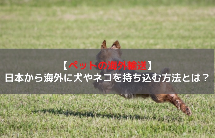 ペットの海外輸送 日本から海外に犬やネコを持ち込む方法とは はじめての海外移住