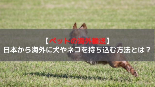 ペット